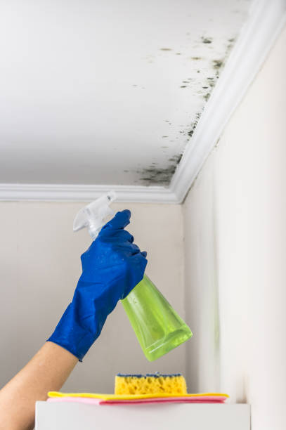 Best Mold Removal Process  in USA